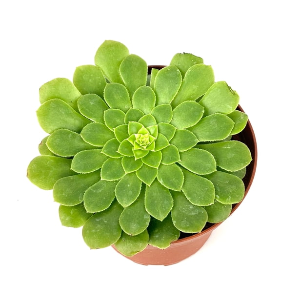 Tabletop Aeonium Aeonium Tabulaeforme Live Plants in Pot, Very Flat Rosettes, Easy to Grow, Great for Landscaping