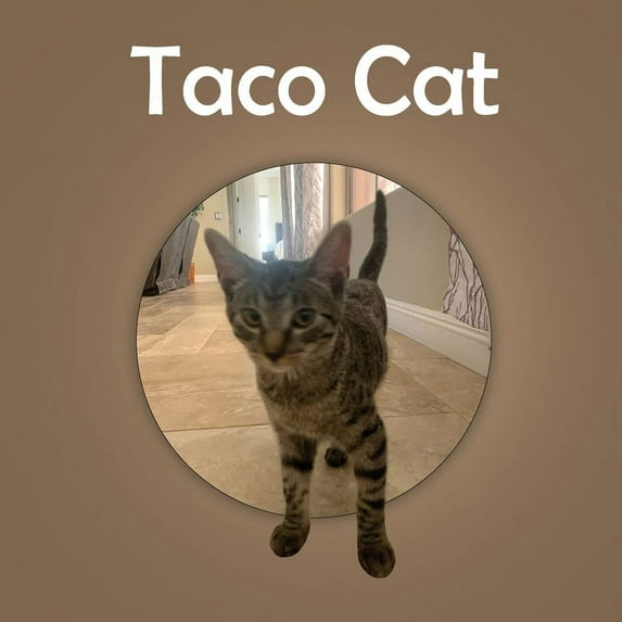 Taco Cat, (Paperback)