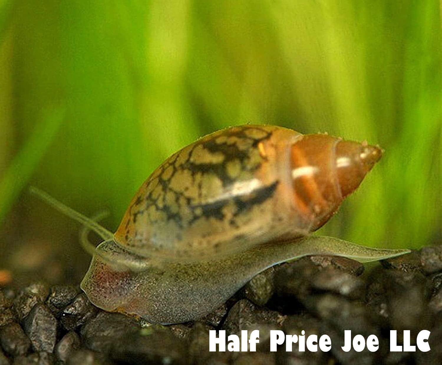 Tadpole Snails (Bladder or Pond Snails), 50+ Snails, Feeder/Cleaner, Assorted Size 1/81/4 inch