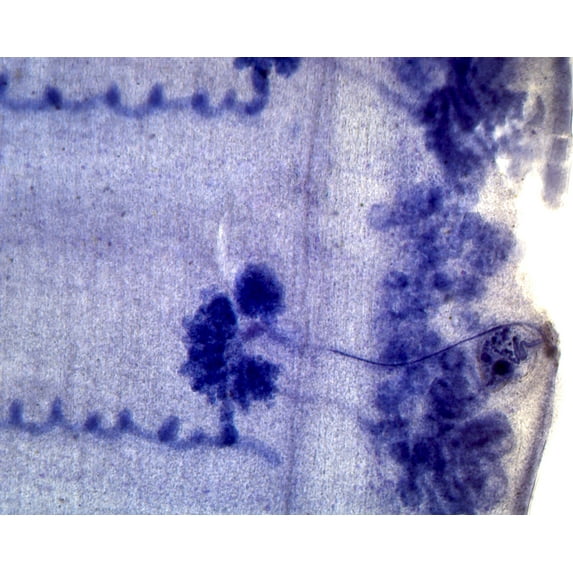 Taenia Pisiformis (Cat and Dog Tapeworm), Mature Proglottid; Whole-mount by Go Science Crazy