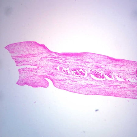 Taenia Pisiformis Mature Proglottid, C.S. Microscope Slide