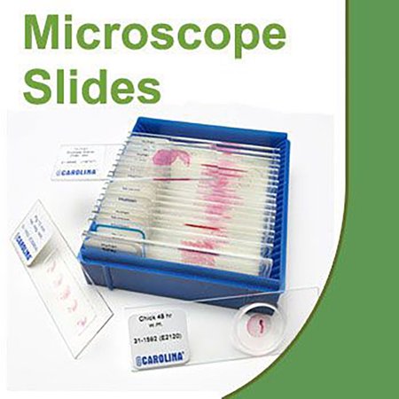 Taenia Saginata Eggs, W.M. Microscope Slide