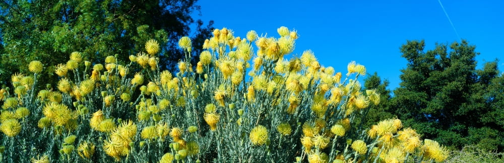 Taft Gardens in Spring Ojai California Canvas Art - Panoramic Images (36 x 12)