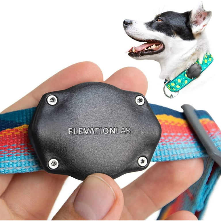 Lab dog collars discount