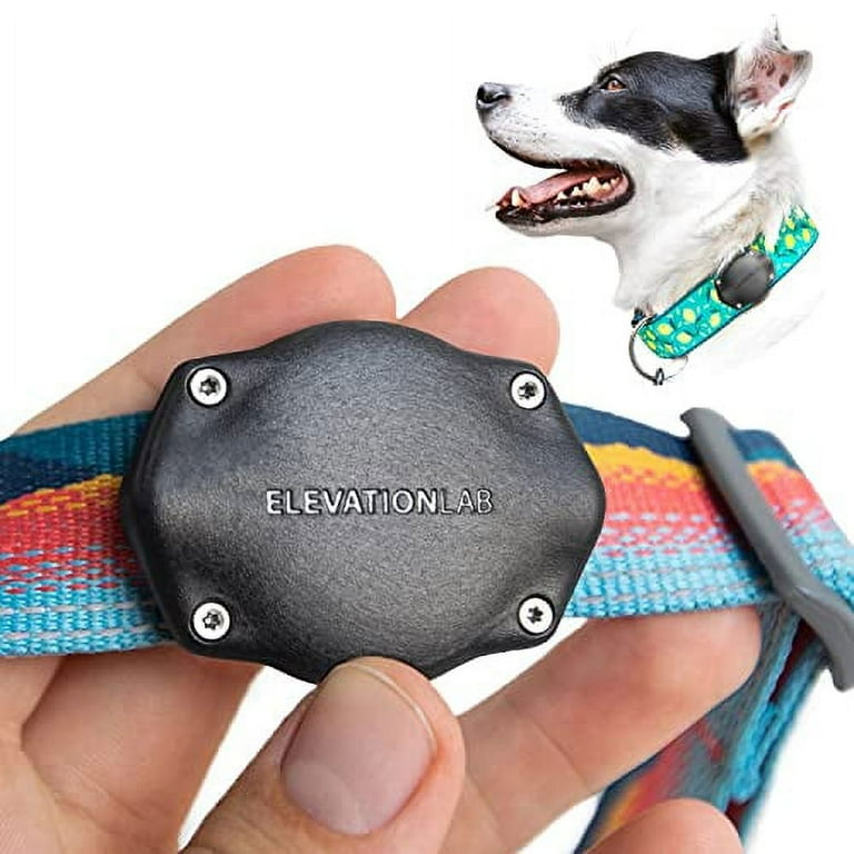Tagless dog collar best sale