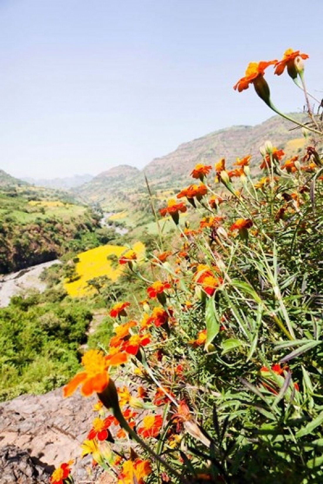 Tagetes plants and landscape Ethiopia Canvas Art - Martin Zwick DanitaDelimont (18 x 24)