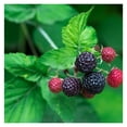 'Tahi' Black Raspberry Plant Thornless Black Raspberry Plants Live