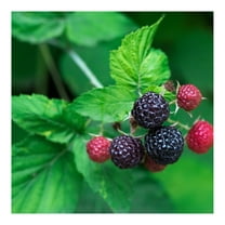'Tahi' Black Raspberry Plant - Thornless Black Raspberry Plants - Live Plants (5)
