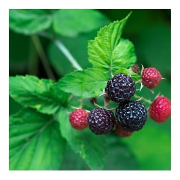 'Tahi' Black Raspberry Plant - Thornless Black Raspberry Plants - Live Plants (5)