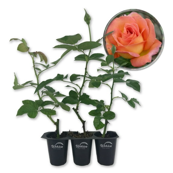 Tahitian Sunset Rose Bush - 3 Live Starter Plants in 2 Inch Pots - Beautifully Fragrant Heirloom Rose from Florida - A Versatile Beauty with a Rich Fragrance