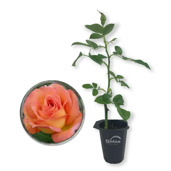 Tahitian Sunset Rose Bush - Live Starter Plant in a 2 Inch Pot - Beautifully Fragrant Heirloom Rose from Florida - A Versatile Beauty with a Rich Fragrance