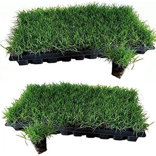 Tahoma 31 Bermuda Grass Plugs - 100 Large Plugs - Walmart.com