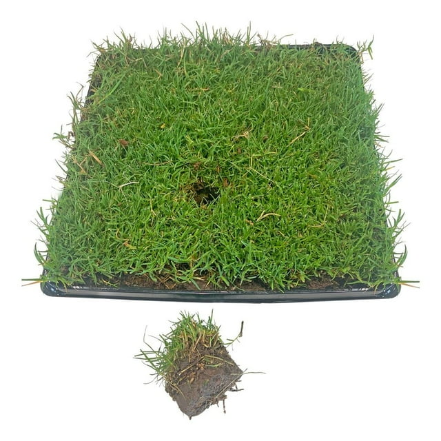 Tahoma 31, Bermuda, Grass plug, Shade grass, Bermuda Grass Plug, Lawn
