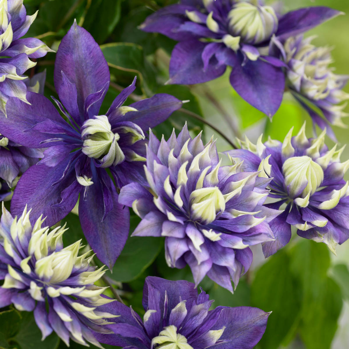 Taiga Clematis Clematis Vine, Bare Root Flowering Starter Perennial Plant, 1 plant per offer