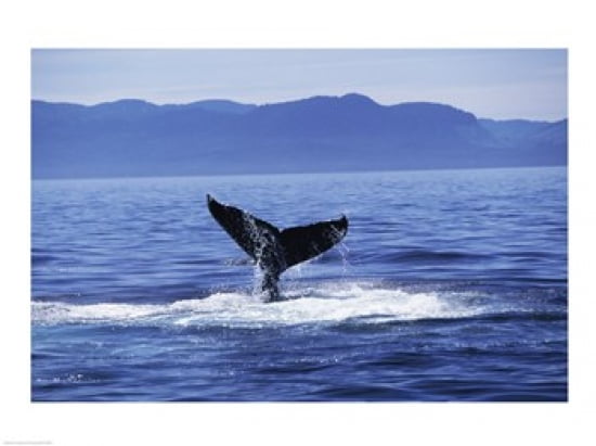 Tail fin of a Humpback Whale in the sea Alaska USA Canvas Art - (24 x 18)