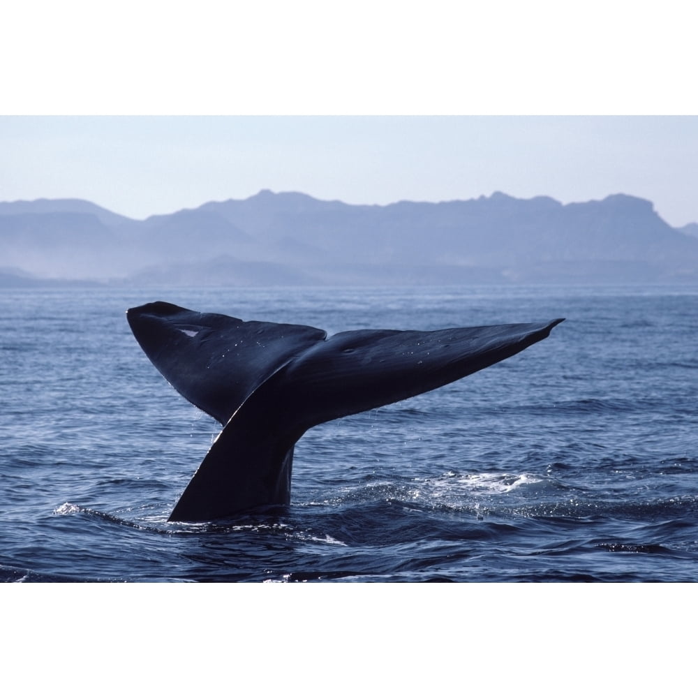 Tail fluke of a blue whale breaching the surface in the Gulf of ...