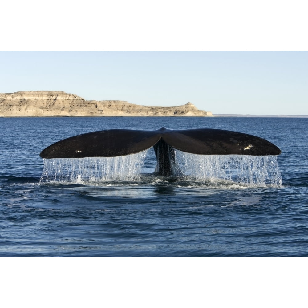 Tail fluke of a southern right whale Argentina. Poster Print by VWPics ...