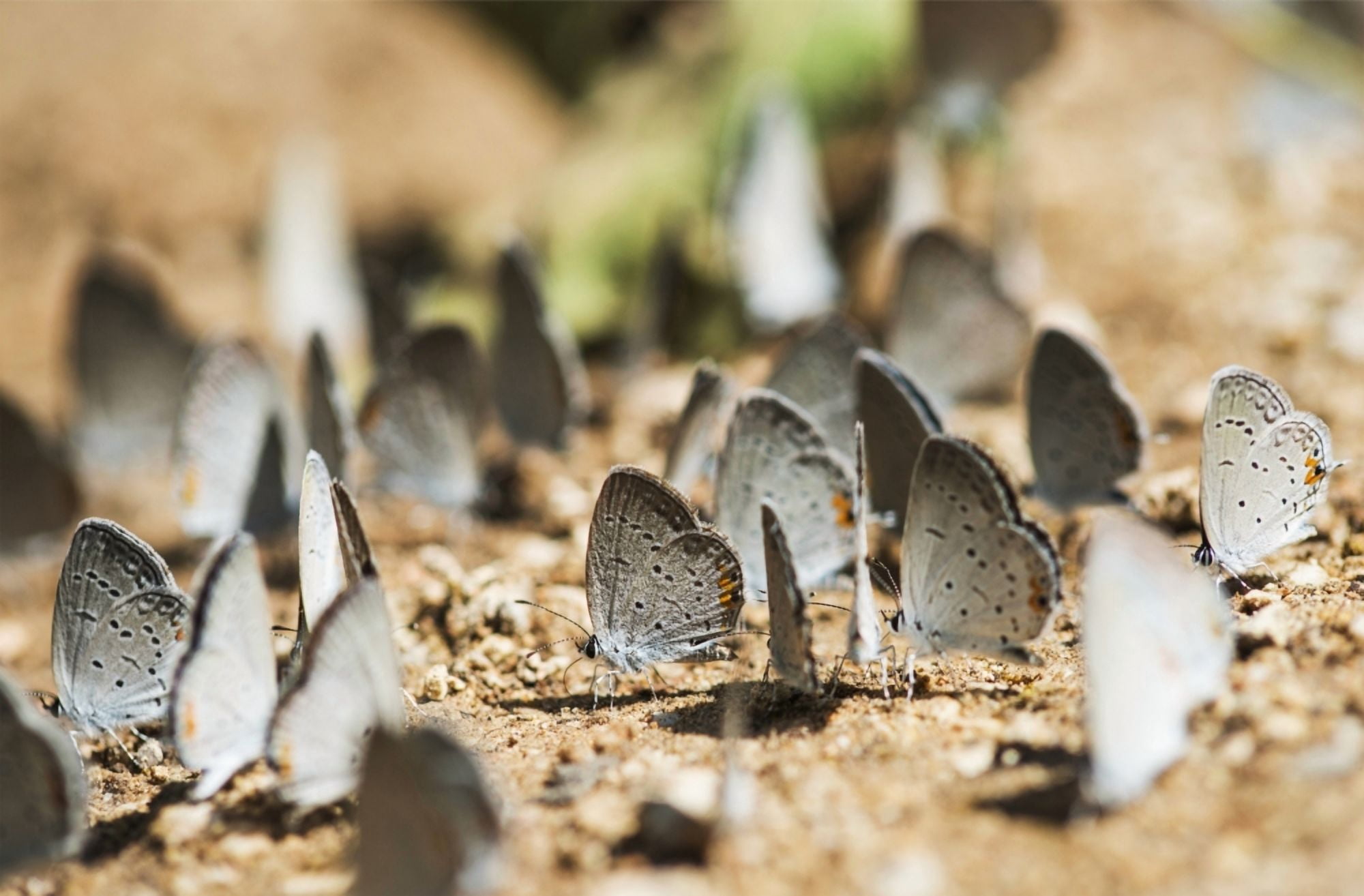 Tailed Blue Butterflies (Cupido comyntas) are attracted to minerals Tahlequah Oklahoma United States of America Canvas Art - Robert L Potts Design Pics (19 x 12)
