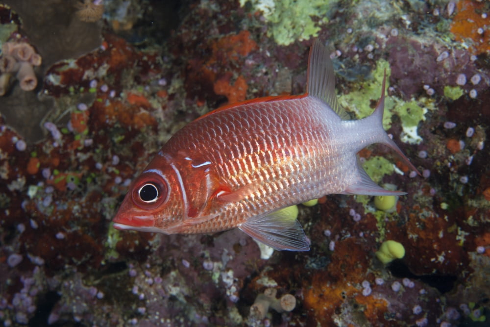 Tailspot squirrelfish swimming in Fiji Canvas Art - Terry MooreStocktrek Images (18 x 12)