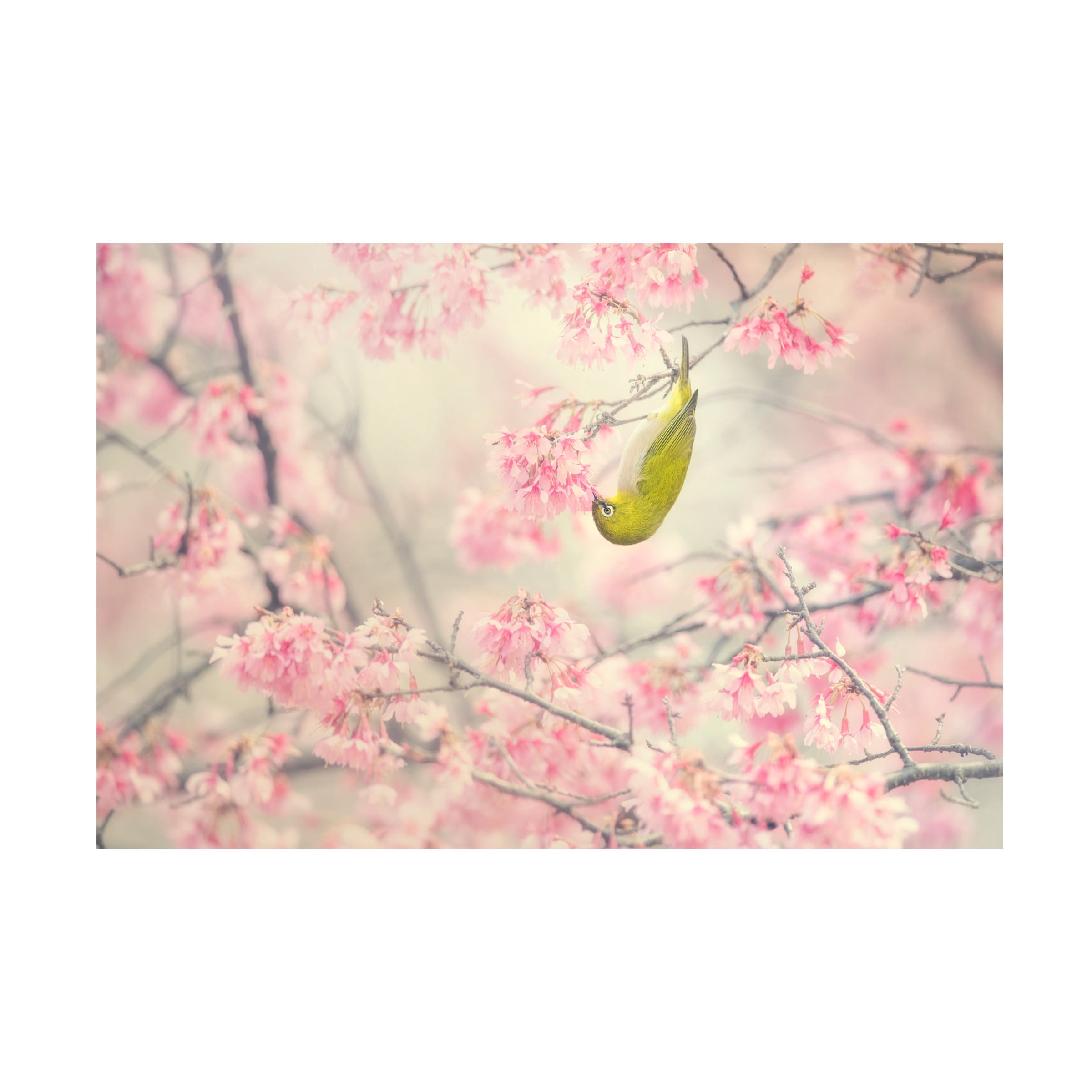 Takashi Suzuki 'Cherry Blossom Color' Canvas Art
