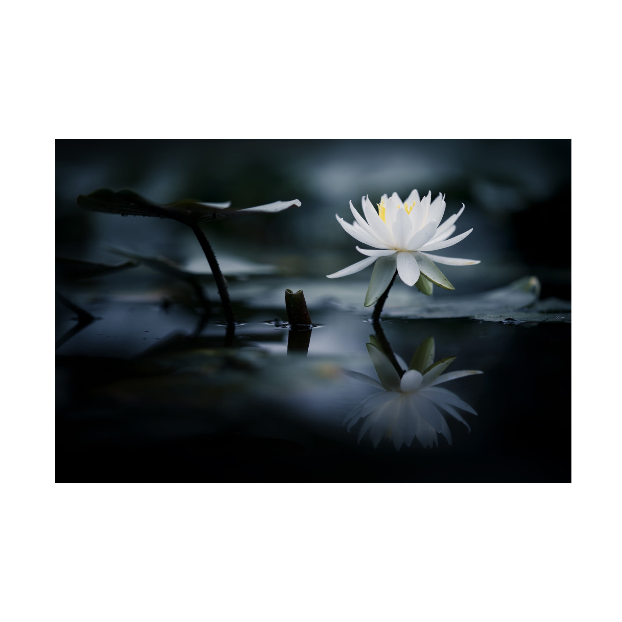 Takashi Suzuki 'Reflection' Canvas Art