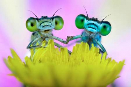 Take my hand Canvas Art - Alberto Ghizzi Panizza (12 x 18)