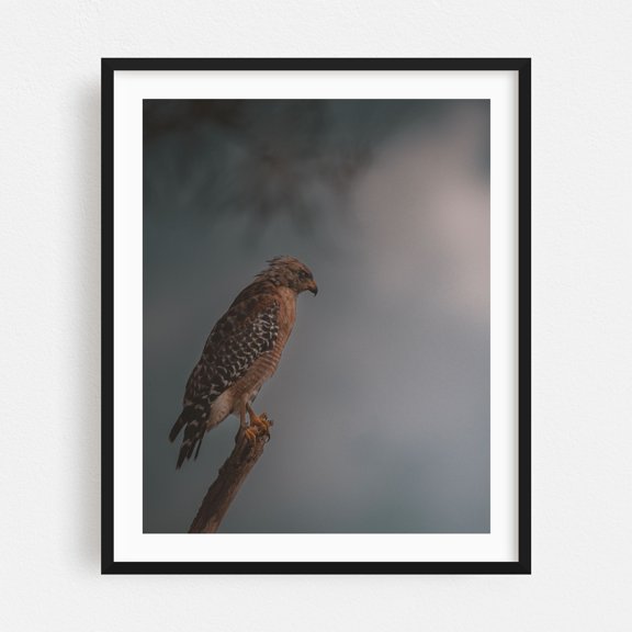 Takes My Pain Away - Palm Beach Gardens Florida Photography Bird Wildlife Nature Moody Animal Woodland Scenic Black Framed Wall Art Print 18 x 24 inches