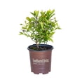 thumbnail image 1 of Southern Living Takes The Cake Blueberry Bush Live Shrub in 2.5-Quart Grower Pot, 1 of 10