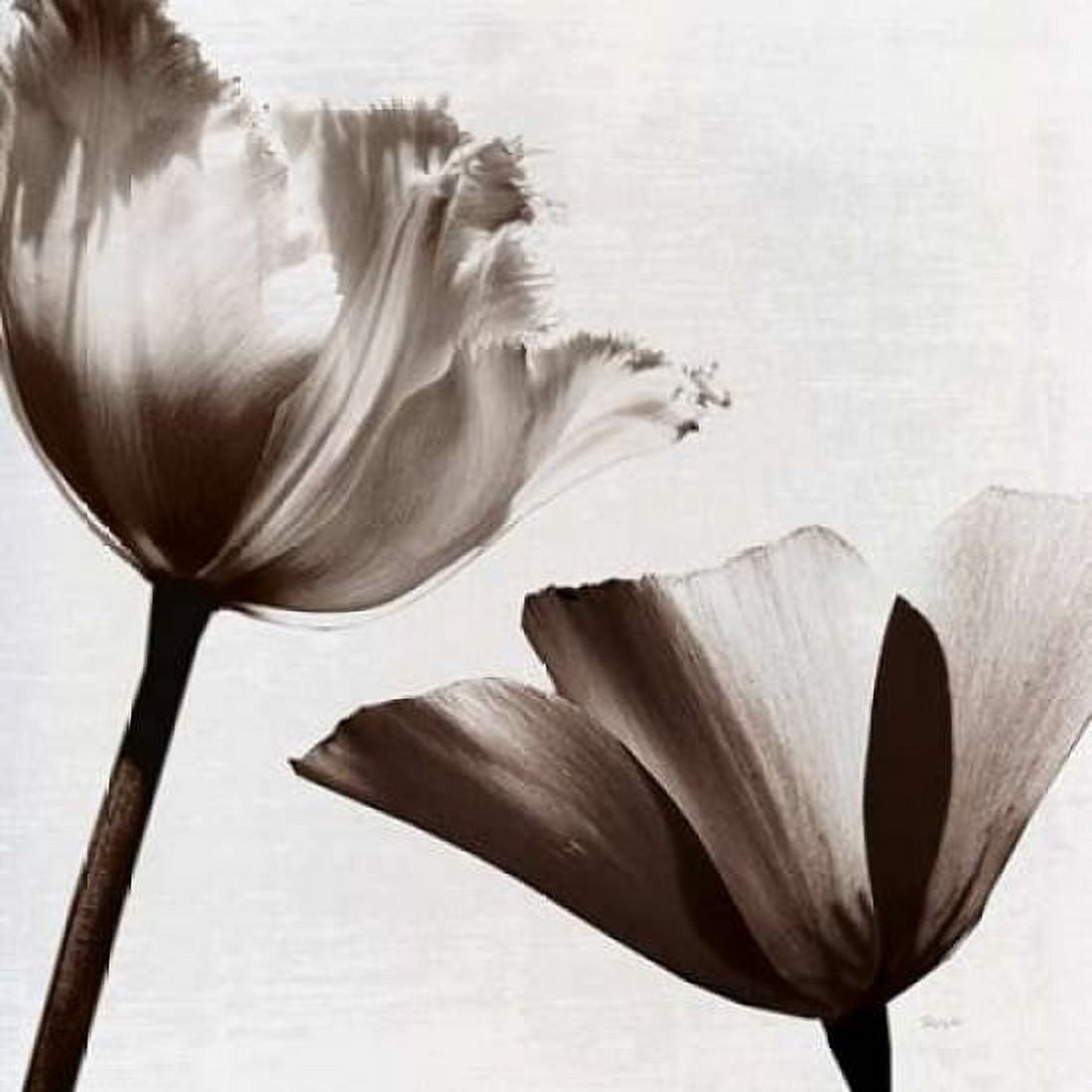 Takes Two II Canvas Art - Katrina Craven (24 x 24)