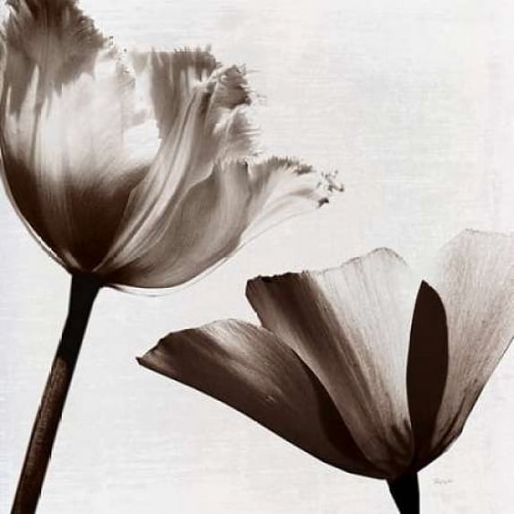 Takes Two II Poster Print by Katrina Craven (12 x 12)