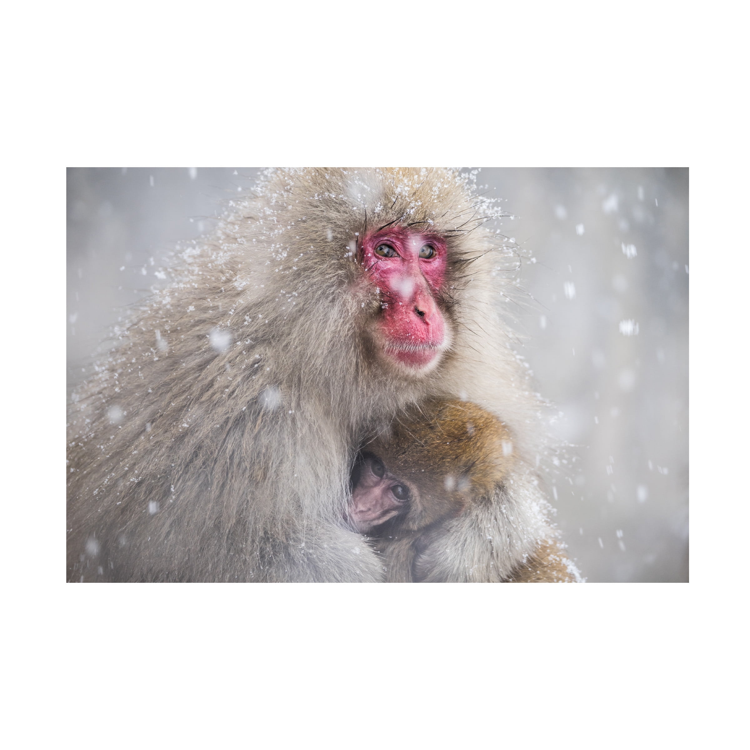Mothers Warmth 3 Jackerman 74 - s1k1hfs
