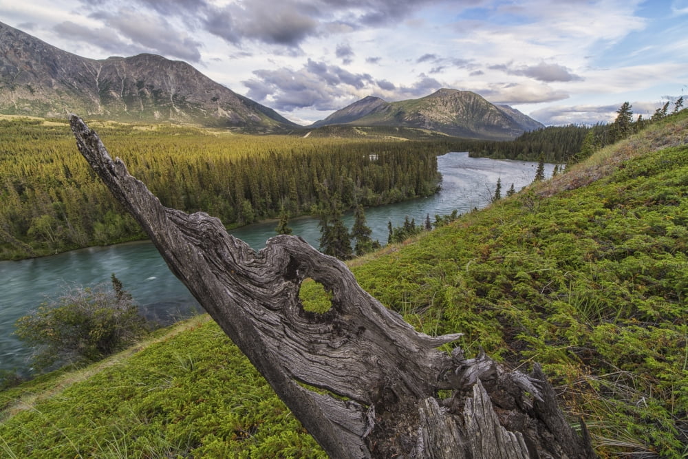 The Takhini River flows through a valley near Kusawa Lake with an old tree stump jutting from the hillside near sunset Yukon Canada Canvas Art - Robert Postma Design Pics (38 x 24)