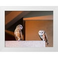 thumbnail image 1 of Taksing 24x19 White Modern Wood Framed Museum Art Print Titled - American Barn Owl, 1 of 4