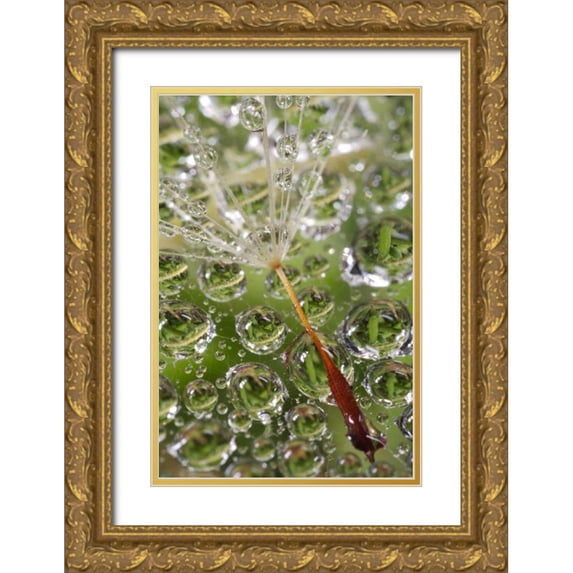 Talbot Frank, Christopher 11x14 Gold Ornate Wood Framed with Double Matting Museum Art Print Titled - CA, San Diego, Dandelion on a Spider Web