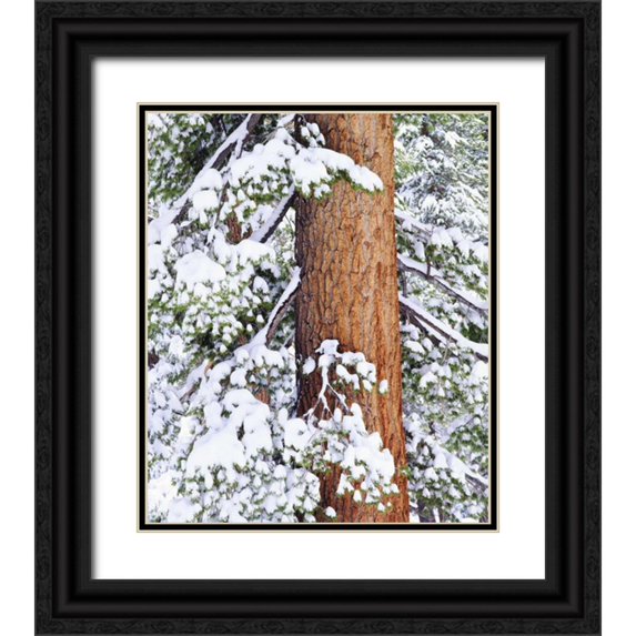 Talbot Frank, Christopher 12x14 Black Ornate Wood Framed with Double Matting Museum Art Print Titled - CA, Sierra Nevada Fresh snow on red fir trees