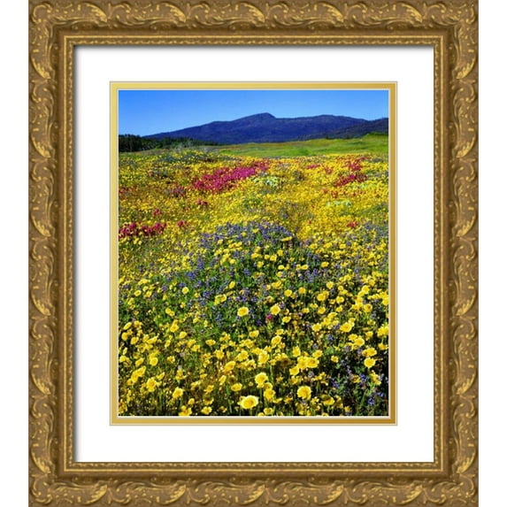 Talbot Frank, Christopher 12x14 Gold Ornate Wood Framed with Double Matting Museum Art Print Titled - California, Cuyamaca Rancho SP Flower landscape