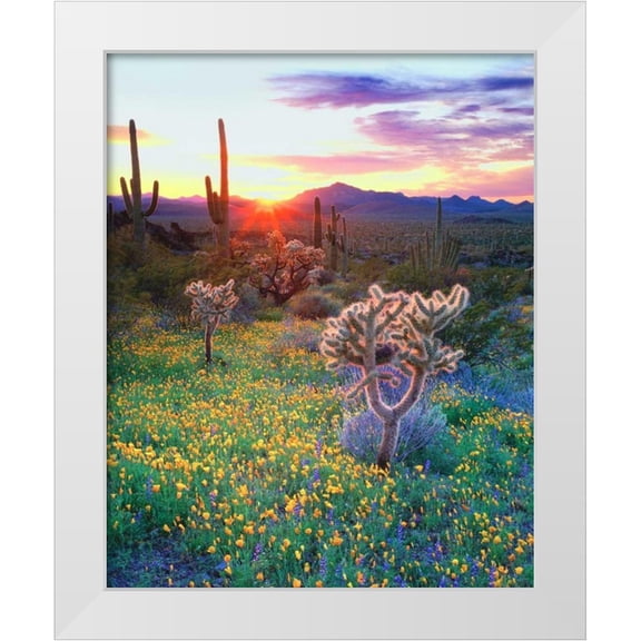 Talbot Frank, Christopher 12x14 White Modern Wood Framed Museum Art Print Titled - AZ, Organ Pipe Cactus NP, Flowers and cacti