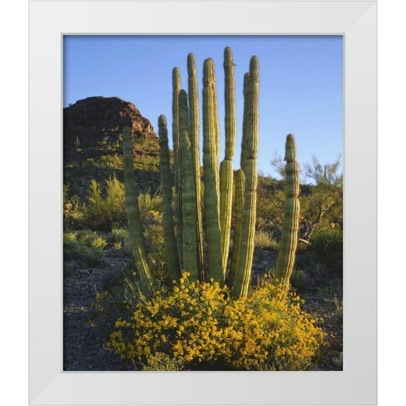 Talbot Frank, Christopher 12x14 White Modern Wood Framed Museum Art Print Titled - Arizona, Organ Pipe Cactus NM, Organ Pipe Cactus