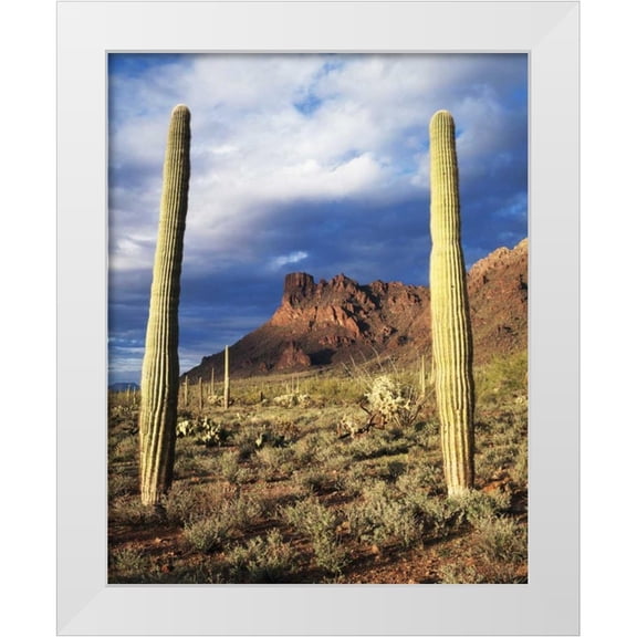 Talbot Frank, Christopher 12x14 White Modern Wood Framed Museum Art Print Titled - Arizona, Saguaro Cacti in Organ Pipe Cactus NM