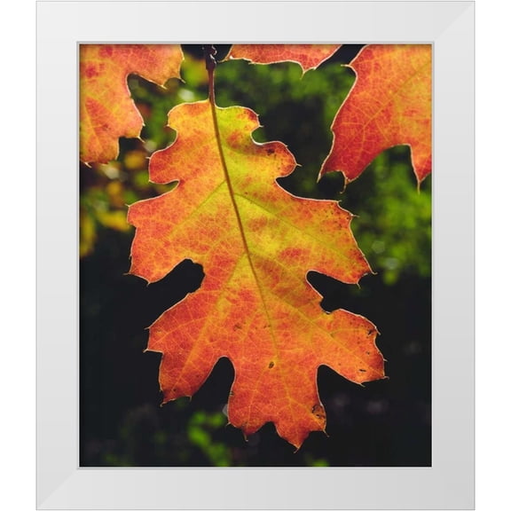 Talbot Frank, Christopher 12x14 White Modern Wood Framed Museum Art Print Titled - CA, An Oak Leaf in Six Rivers National Forrest