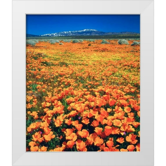 Talbot Frank, Christopher 12x14 White Modern Wood Framed Museum Art Print Titled - CA, Antelope Valley covered in California Poppies