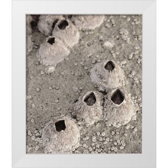 Talbot Frank, Christopher 12x14 White Modern Wood Framed Museum Art Print Titled - CA, San Diego, Barnacles in tide pools