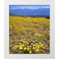thumbnail image 1 of Talbot Frank, Christopher 12x14 White Modern Wood Framed Museum Art Print Titled - CA, Sierra Nevada flowers in the Owens Valley, 1 of 4