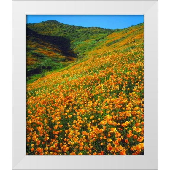 Talbot Frank, Christopher 12x14 White Modern Wood Framed Museum Art Print Titled - California, Lake Elsinore California poppies