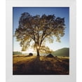 thumbnail image 1 of Talbot Frank, Christopher 12x14 White Modern Wood Framed Museum Art Print Titled - California, San Diego Black Oak Tree in Autumn, 1 of 4