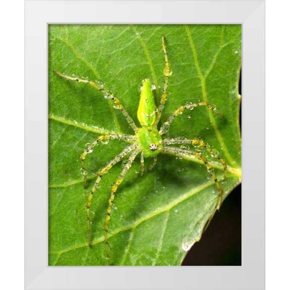 Talbot Frank, Christopher 12x14 White Modern Wood Framed Museum Art Print Titled - USA, California, Dew on a Green Lynx Spider