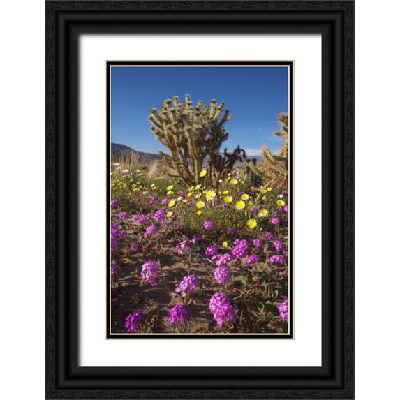 Talbot Frank, Christopher 13x18 Black Ornate Wood Framed with Double Matting Museum Art Print Titled - CA, Anza-Borrego Sand Verbena and Cholla Cacti