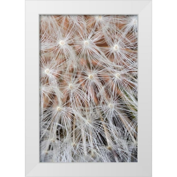 Talbot Frank, Christopher 13x18 White Modern Wood Framed Museum Art Print Titled - California, San Diego, Close-up of a dandelion