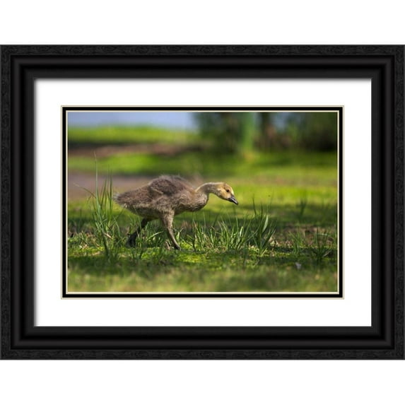 Talbot Frank, Christopher 14x11 Black Ornate Wood Framed with Double Matting Museum Art Print Titled - CA, San Diego, Lakeside, Canadian goose gosling