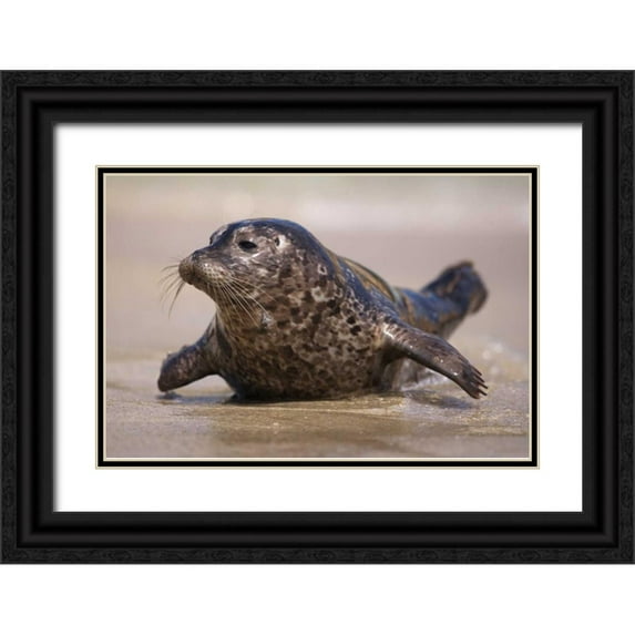 Talbot Frank, Christopher 14x11 Black Ornate Wood Framed with Double Matting Museum Art Print Titled - California, La Jolla A baby seal coming ashore